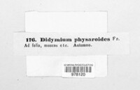 Didymium physaroides image